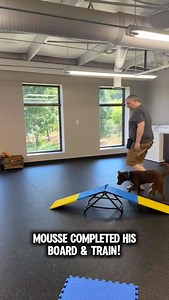 Mousse is back home with his family after completing his training! He made great progress and we’re excited to see him continue building on everything he’s learned. Way to go, Mousse! #RuckerDogTraining #BoardAndTrain #GoodBoyMousse #SmartPup #ObedienceTraining #TrainYourDog #RuckerPup #DogTrainingSuccess | Rucker Dog Training