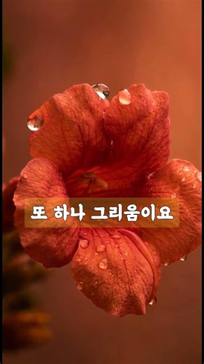 (꽃,말의 온도 ) 신분의 담장을 넘어간 씨앗 한 알 — 능소화 꽃말 "명예"와 "그리움"의 의미 #꽃 #꽃말 #권진아