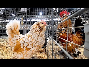 Belgian Bearded Chicken prize winners at Pennsylvania Farm Show 2022