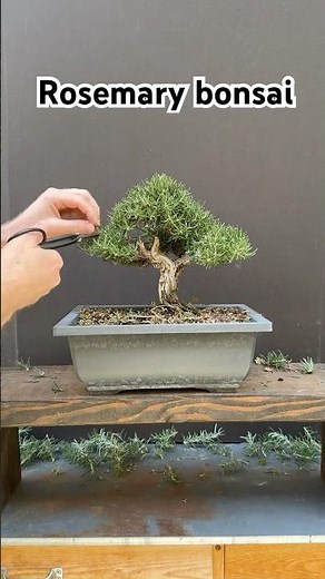 Rosemary bonsai #bonsaitree #bonsai #garden #plants #nature #rosemary