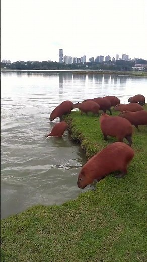 All The Capybaras Diving Into The Water At Once!!!