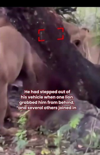 Veteran zoo keeper mauled by lions. Here’s what happened.