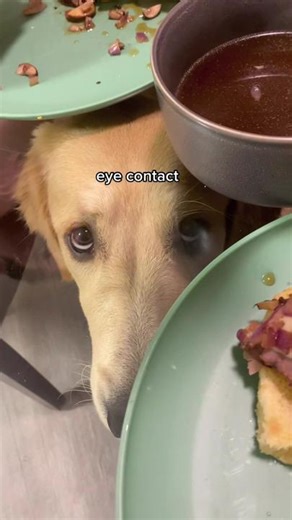 Golden Retriever Dog Jumps on Glass Table | Interior Design Chaos