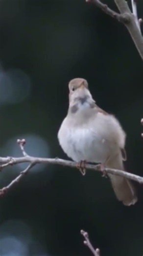 Nightingale at nature