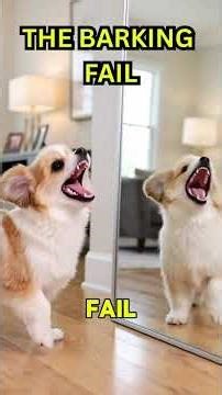 Funny Small Dog Bloopers