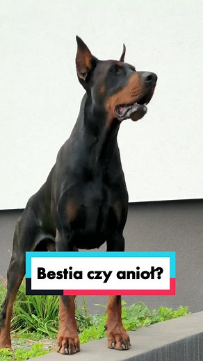 Doberman Pinscher Showcases Agility and Playfulness