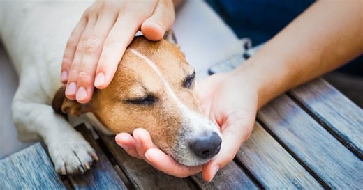 Should you be granted leave to grieve your furry family member?