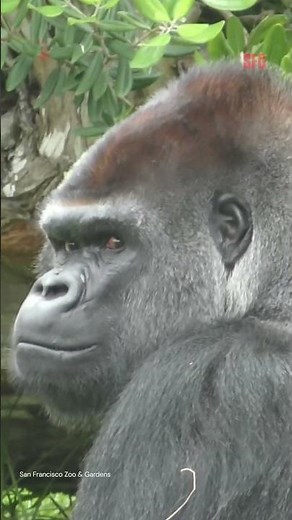 SF Zoo's new gorilla Cecil makes debut