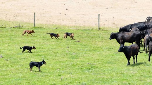 Neil McDonald working kelpies educating some Angus heifers. When mob was crossing a bit of a muddy gully tail turned around to head back up the fence, but after some gentle persuasion from the dogs they continued to follow their mates up the fence #workingkelpie #kelpie #workingdog #balancedstockhandling #neilmcdonald | Stock Chick Films