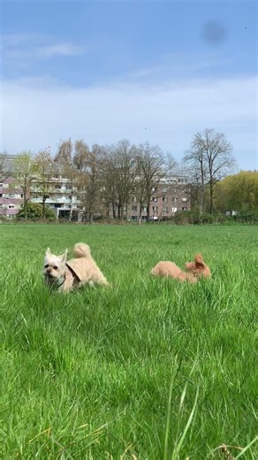 #cute #nature #dog #greenscreen #pets
