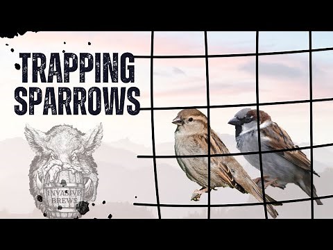 Trapping and Identifying House Sparrows