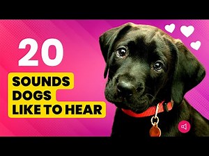 20 DOG Sounds That Dogs LIKE to Hear the Most 🐶