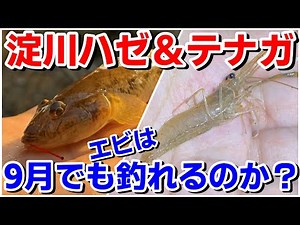 【姫島】淀川ハゼ＆テナガエビ釣り！9月でも手長は狙えるのか！？