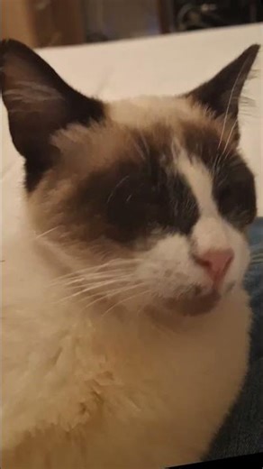 🤣, Grumpy Grooving cat: In fact I made up 🤣, cat like to dance to edm bellydance music