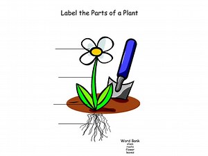 Parts of the Plant