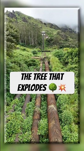 The Tree That EXPLODES When It Rains 🌧️💥 | Nature’s Hidden Killer