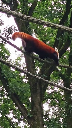 This Red Panda Walks on a Rope Like a Pro! 🐾 #shorts #redpanda #faunexiawild #cuteanimal