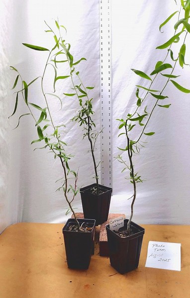 Weeping Corkscrew Willow Sapling in Nursery Pot. Live Rooted Salix Matsudana Tortuosa Tree. Contorted. Dragon's Claw. Rattlesnake. Curly. - Etsy