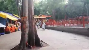Woman Devotee Suffers Critical Injury After Tree Branch Falls On Her