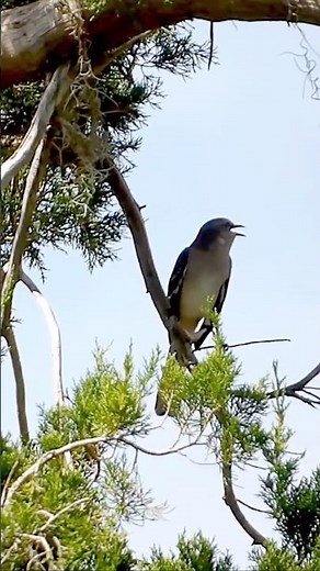The beautiful sounds of the Northern Mockingbird