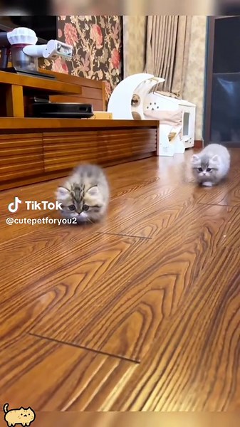 Cute Cat Videos Compilation for Ultimate Cuteness Overload