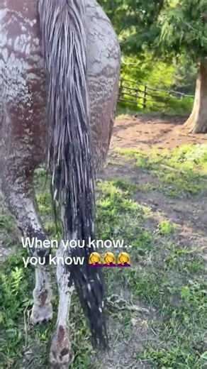 Fresh turnout energy and mud are a dangerous mix. #horses #horsefun aThe