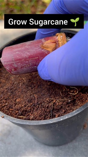 “Grow Sugarcane at Home 🌿 Easy Step-by-Step!”#sugarcane #gardening #fruit #shorts
