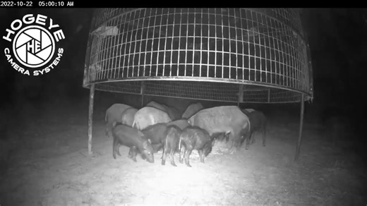 Watch the frenzy unfold as massive numbers of wild hogs hit the drop traps! From wild charges to record-breaking captures, this is the ultimate hog trapping action you don’t want to miss. #WildHogs #HogTrapping #FeralPigs | Ellen Roman