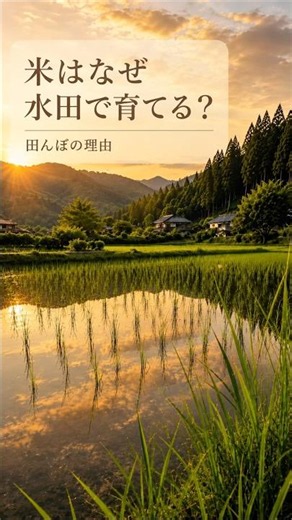 米はなぜ水田で育てる？ #米 #水田 #田んぼ #稲作 #農業 #食べ物の雑学 #雑学 #雑学ショート #農学 #ずんだもん #shorts
