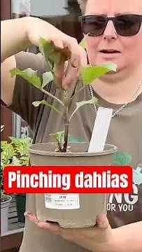 How to pinch out your dahlias