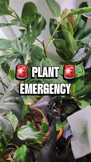 Effective Treatment for Fungal Leaf Spot in Plants