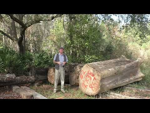 What is Sinker Cypress?