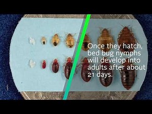 The Life Cycle of a Bed Bug