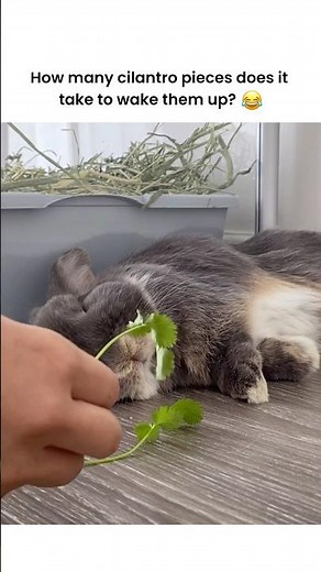How many cilantro pieces does it take to wake up rabbits? 🌱