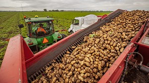 Innovative Techniques to Harvesting and Processing Potatoes