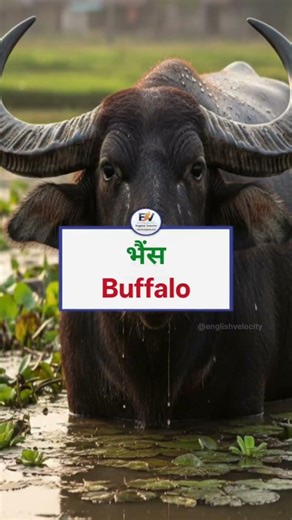 Advanced Animal related Vocubalary Word #shorts #animals #chicks #englishvelocity #englishvocabulary