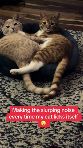 Funny Cat Slurping Sounds That Will Make You Laugh