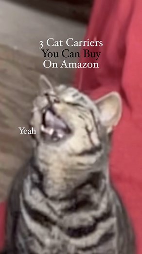 3 Amazing amazon finds to help carry your cat 🐈 . . . . . . . . . . #cat #catsofinstagram #cats #catstagram #instacat #catlover #catoftheday #catlovers #cats_of_instagram #ilovemycat #catsagram #lovecats #catlife #tabbycat #cutecat #catlove #kittycat #instacats #caturday #vacations #instagramcats #cats_of_world #mycat #cutecats #lippy #catdad #cat_features | Harry & Lippy