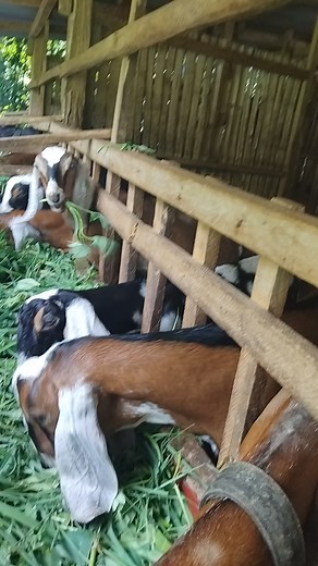 1.3K views · 37 reactions | Solano Nubians #anglonubiangoats #dairygoatfarming #highlightseveryonefollowers2025 | Alfred Jacinto Corpuz | Facebook