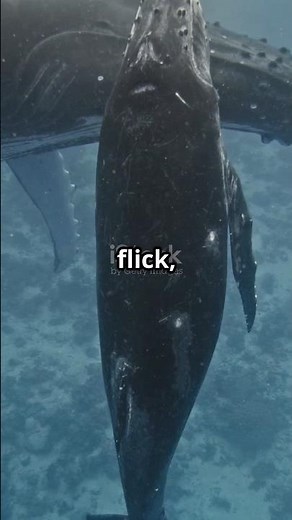 Humpback Whale Gives Birth!