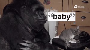 Koko the gorilla, who knew sign language, being remembered around the world