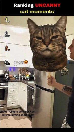 Cats getting scared by uncanny masks 😭🤣 #funny
