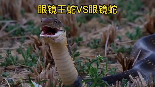 眼镜王蛇VS眼镜蛇，看谁能坚持到最后，精彩决斗千万别错过。