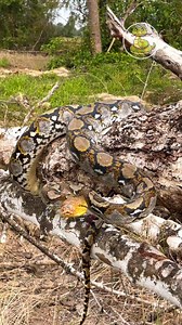 Wow Amazing Big Python Snake #snakes #eimontv #snaketv #snake #snakefb #snakeclip #lovesnake #snakecare #snakeaction #snakereels #snakevlog #snakelover #snakevideo #reelschallenge #reels #reelsfbシ #reelsfb #usa #japan #fbreels #funny #prank #viral #boom #newvideos #snake2024 #magic #canada #boom2024 | Snake TV