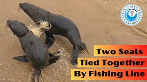 If we had to rank entanglements by severity, any entanglement attached to two or more seals would be on top of the list. Entangled seals are stressed out, vulnerable, and often in immense pain. Being tied to another seal impacts their mobility. Their primal instinct is to try and break away, even if they strangle the other seal in the process. Seals can often survive for a few weeks or months with their entanglement, but they have no chance if another seal is attached. Within a few days or hours