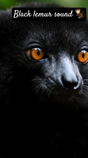 monkey sounds 🐒#trendingshorts #monkey #animals #viral