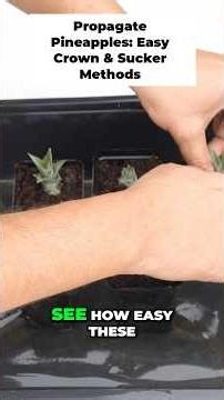 Crown vs. Suckers: Best Way to Grow Pineapples? 🪴