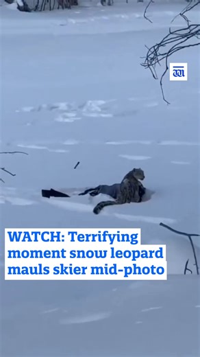 A skier eager for a close-up shot of a snow leopard at a popular ski field was mauled and taken to hospital, as authorities warn tourists not to approach wildlife. Read more of our top stories here: https://thewest.com.au/ #thewestaustralian | The West Australian