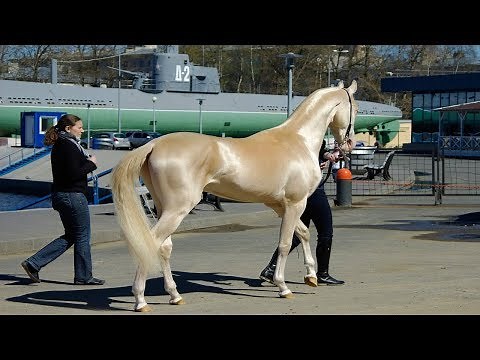 This rare and beautiful breed of horse has a stunning coat