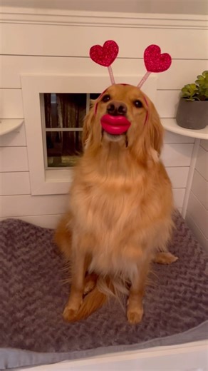 AGuyandAGolden on Instagram: "Blast from the past with one of our OG videos. #dog #goldenretriever"